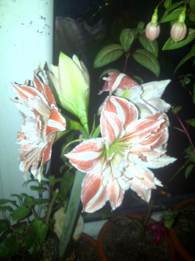 Nymph - Amaryllis 2014