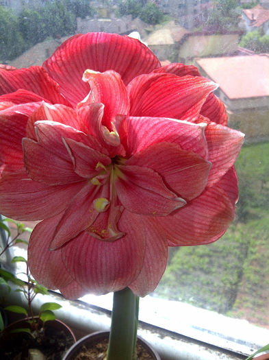 Sweet Nymph - Amaryllis 2014