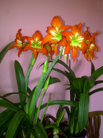 striatum - Amaryllis 2014