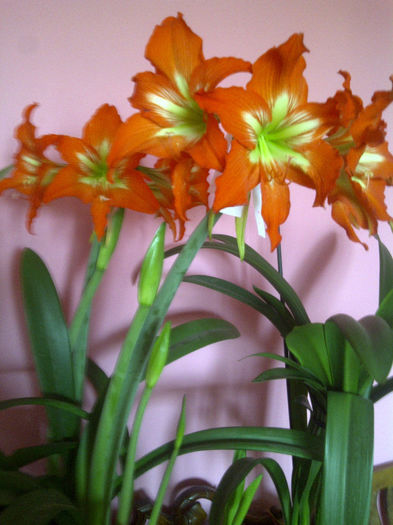 striatum - Amaryllis 2014