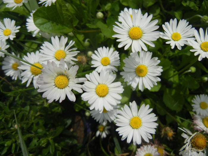 Bellis perennis (2014, April 27) - BELLIS Perennis