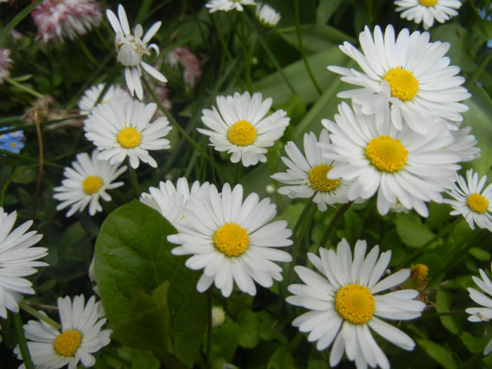Bellis perennis (2014, April 27) - BELLIS Perennis