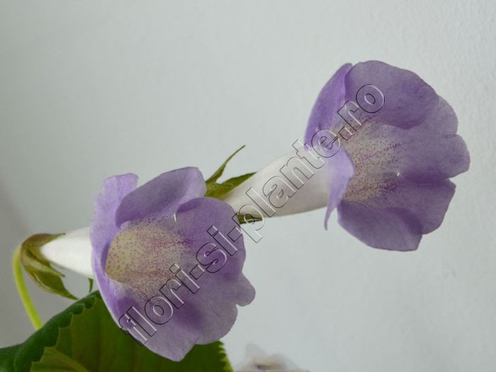 Sinningia Luci s Dual Soul