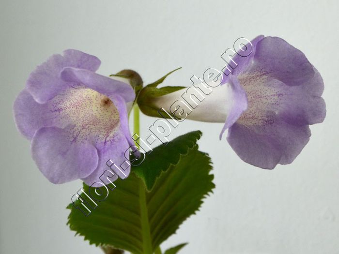 Sinningia Luci s Dual Soul - GLOXINIA_SINNINGIA - Hibrizii mei -My hybrids