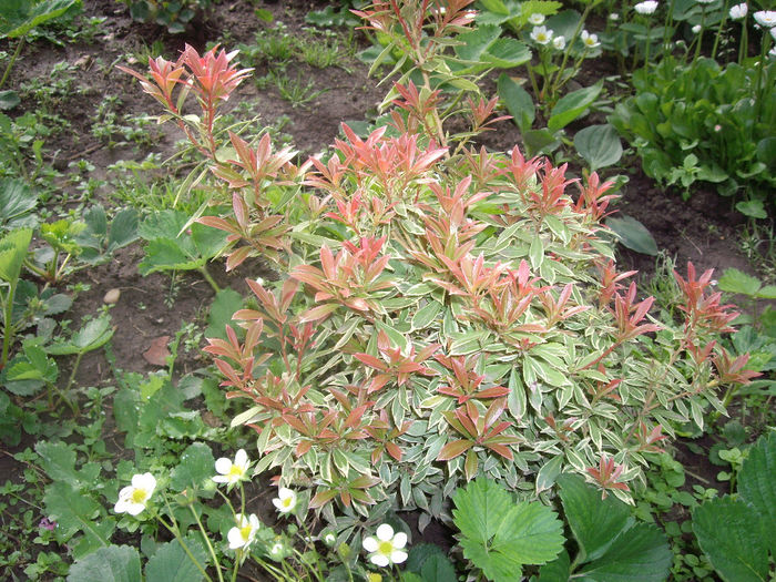 IMGP6080
