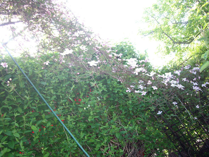 IMGP6098