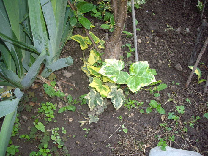 IMGP6102