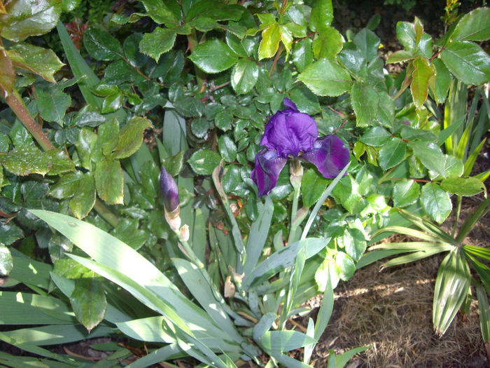 IMGP6104