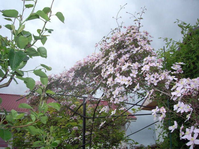 IMGP6118