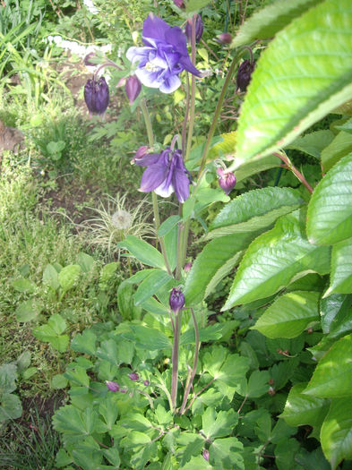 IMGP6061