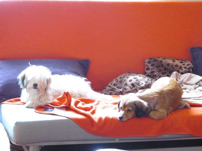 IMG_5005 - iubire neconditionata