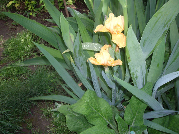IMGP6074
