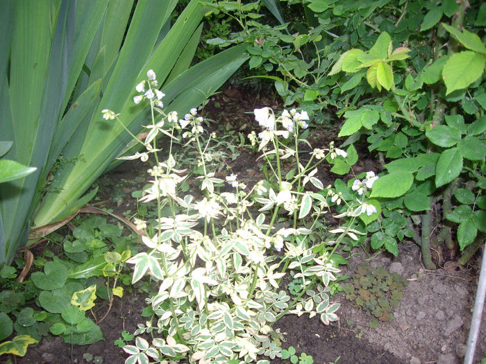 IMGP6075