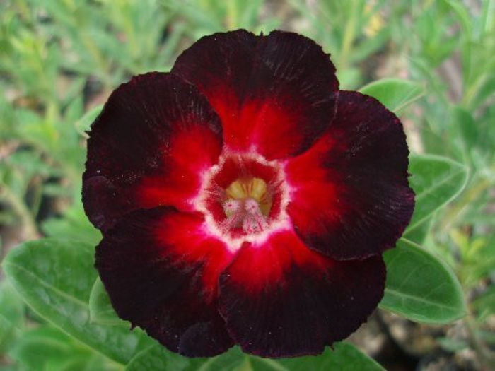 Adenium Obesum Star Of Black Night
