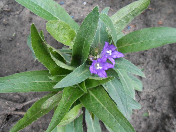 campanula glomerata - yyy 2014 gradina mea