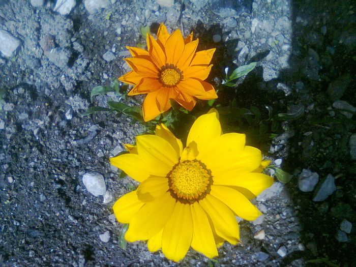 Fotografie0326 - 2014 plante de gradina