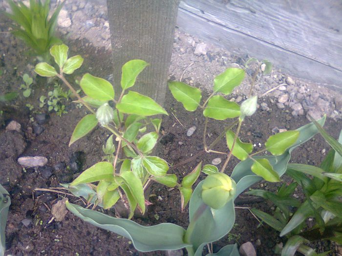 are bobocei de floare