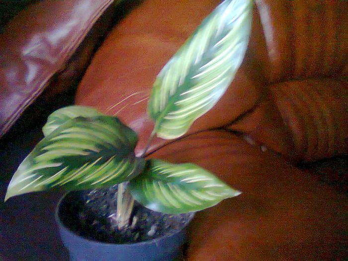 Fotografie0265 - calatee