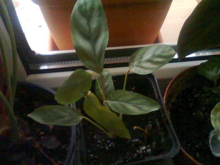 Fotografie0266 - calatee