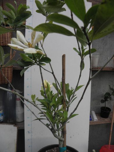 P4280004 - Gardenia - vietnamesis - Kailarsenia altoita