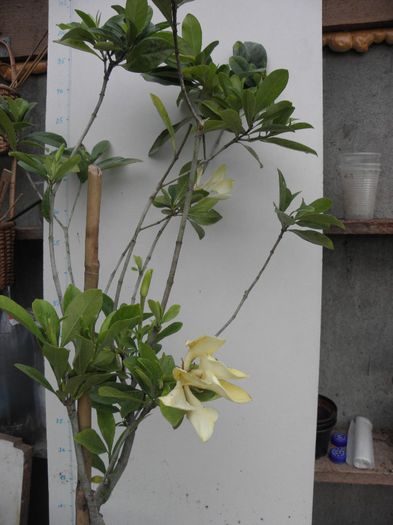 P4280006 - Gardenia - vietnamesis - Kailarsenia altoita