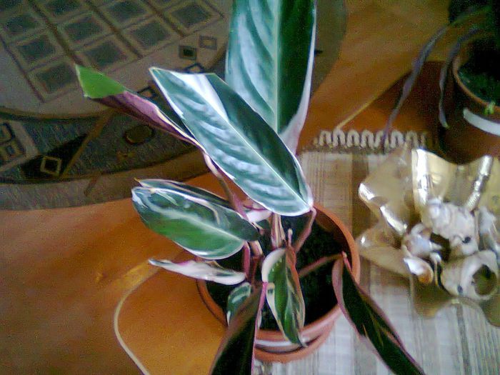 Fotografie0341 - calatee