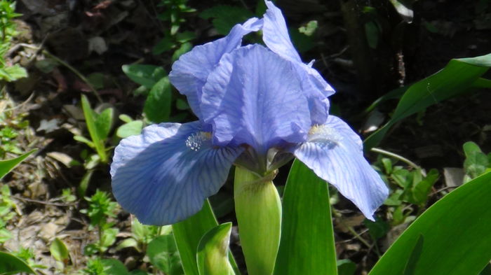 2014-04-28 - c-primavara2014