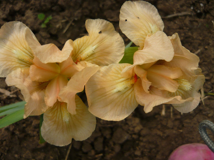peach bavarian - irisi pitici