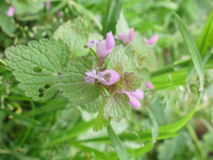 Lamium purpureum, Lamiaceae