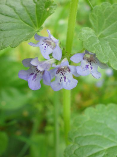  - Flora spontana