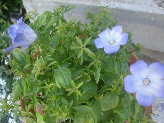 campanula