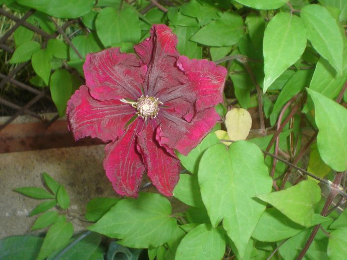 Red (rouge) Cardinal - Clematis 2014