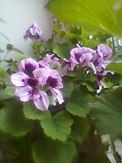 Fotogr.1140 - Flori 2014