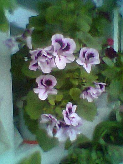 Fotogr.1179 - Flori 2014