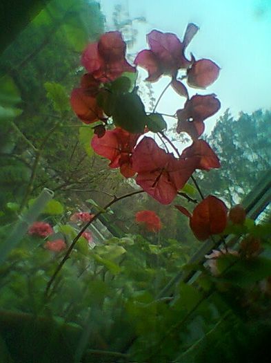 Fotogr.1147