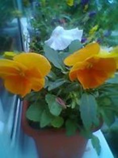 96844999_KPOTOHR3 - Flori 2014