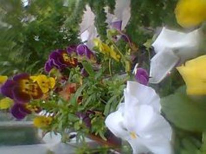 96845001_QGGUJHI - Flori 2014