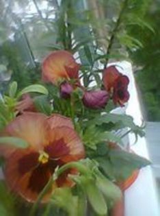 96845005_LSDXBFQ - Flori 2014
