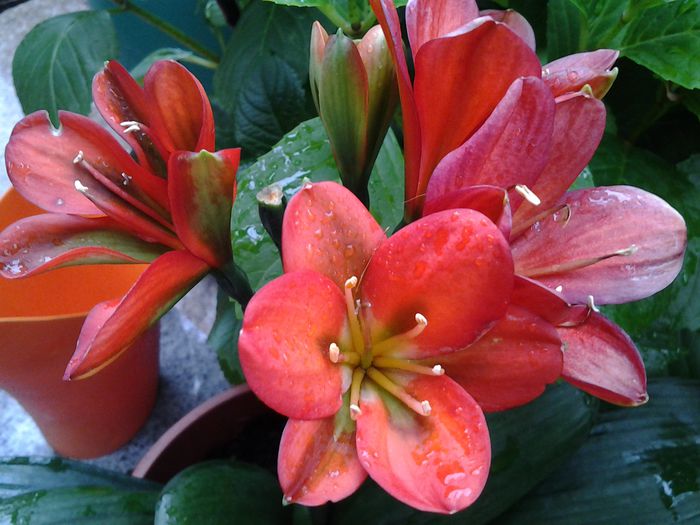 clivia -belgian orange...