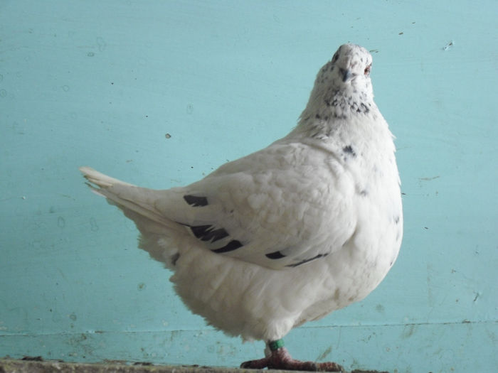 CIMG6930 - m---PORUMBEI VANDUTI