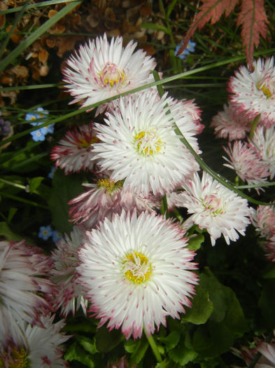 Bellis perennis Habanera (2014, April 27)