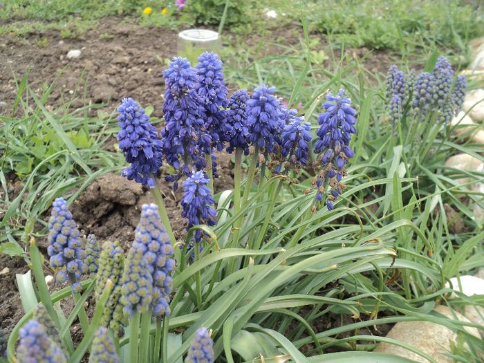 DSC03809 - MUSCARI