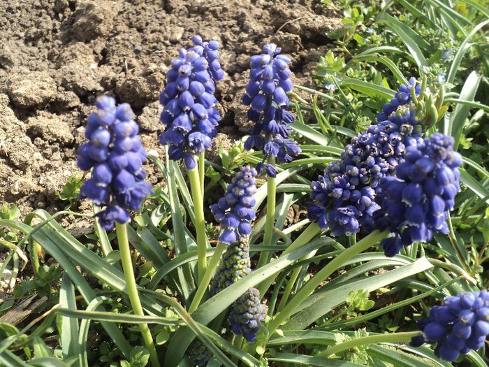 DSC03660 - MUSCARI