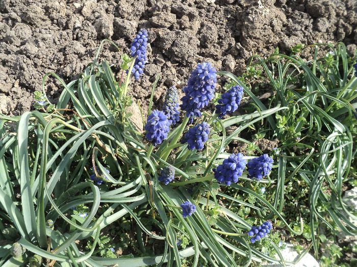 DSC03658 - MUSCARI