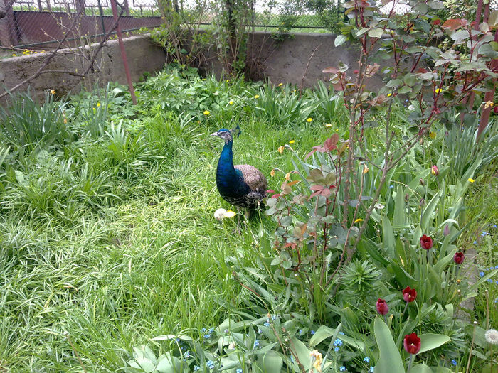 20042014580 - Rihard Paunul meu Standard si Freya Paunita Standard