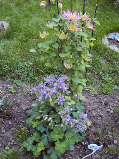 DSC03668 - 1 Clematite 2014