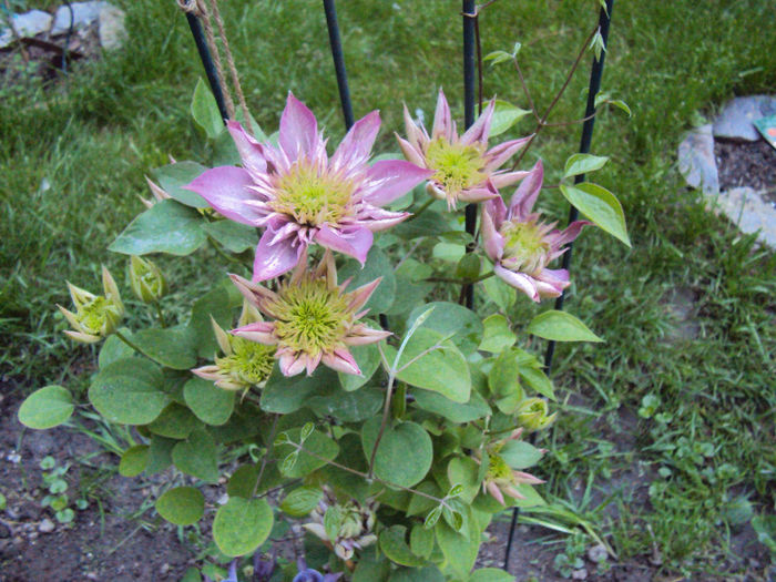 DSC03669 - 1 Clematite 2014