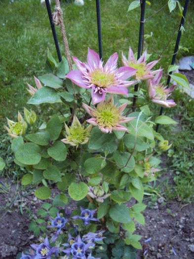 DSC03670 - 1 Clematite 2014
