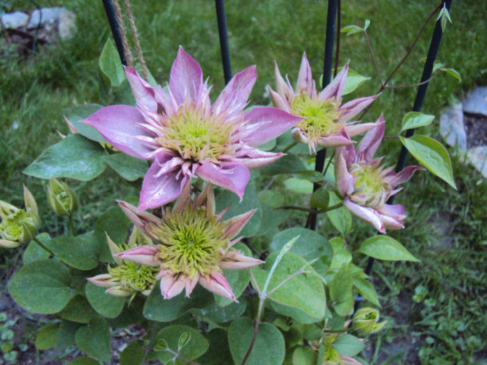 DSC03671 - 1 Clematite 2014