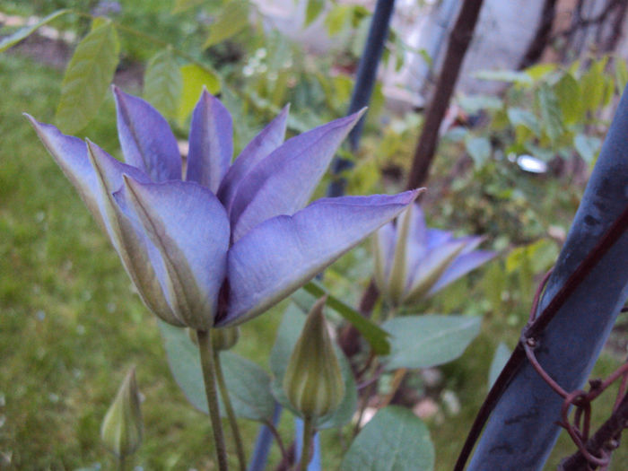 DSC03676 - 1 Clematite 2014
